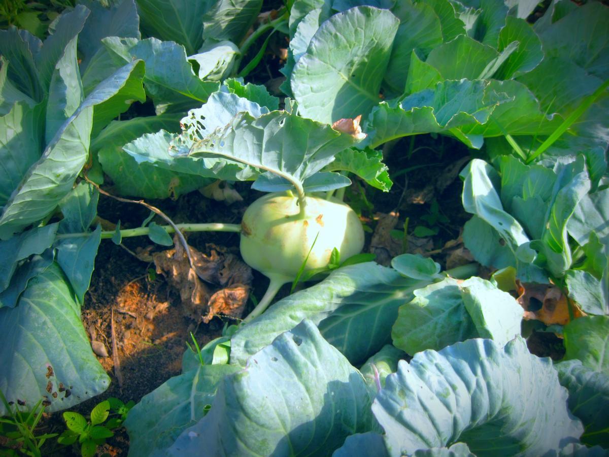 Urban Farmhouse سيام ريب المظهر الخارجي الصورة