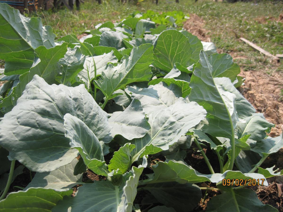 Urban Farmhouse سيام ريب المظهر الخارجي الصورة